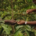 products-turaco.jpg